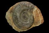4" Jurassic Ammonite (Parkinsonia) Fossil - Sengenthal, Germany - #129412-1